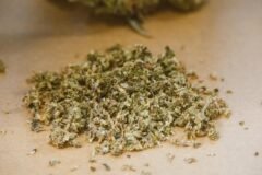 Forest Department destroys Cannabis