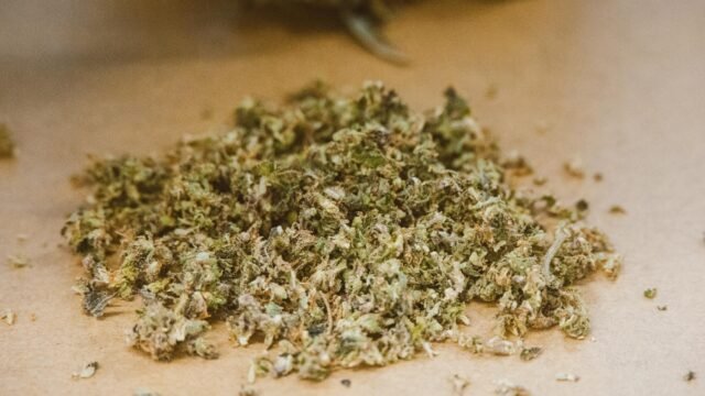 Forest Department destroys Cannabis