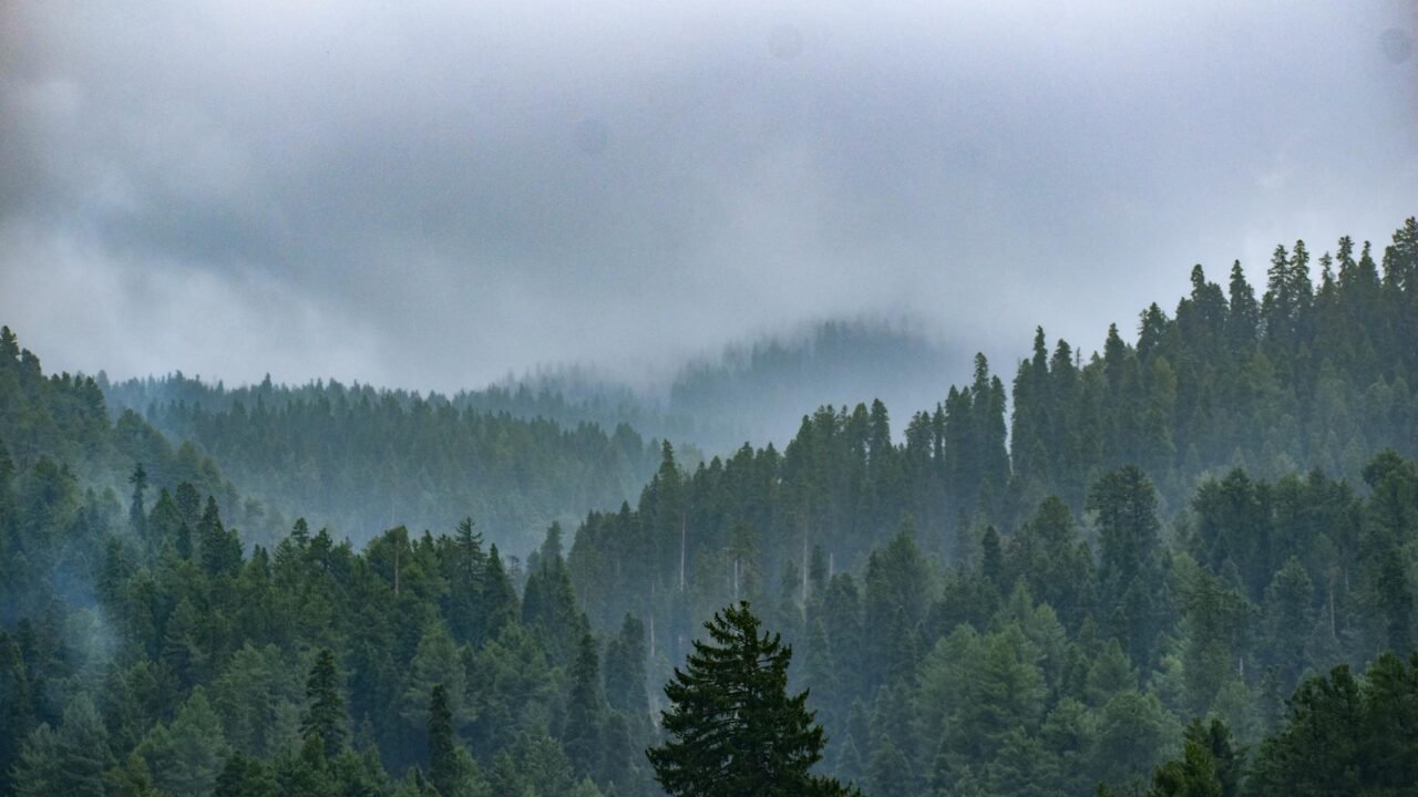 Kashmir Forest Department Enforces Aadhaar Biometrics for Employee Attendance
