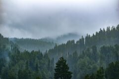 Forest Department Makes Aadhaar-Based Biometric Attendance Mandatory Across Kashmir
