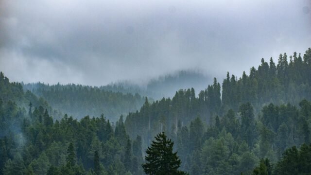 Forest Department Makes Aadhaar-Based Biometric Attendance Mandatory Across Kashmir