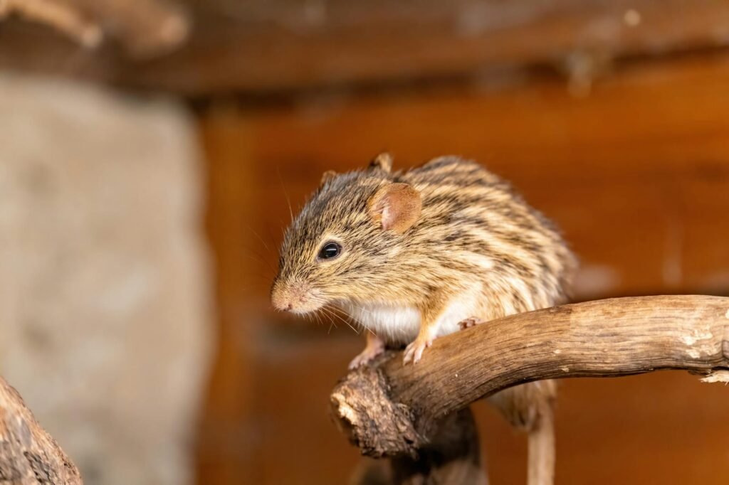 Hantavirus Doesn’t Spread Easily, but Officials May Be Downplaying Risks