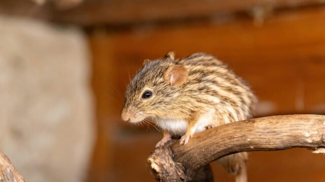 Hantavirus Doesn’t Spread Easily, but Officials May Be Downplaying Risks