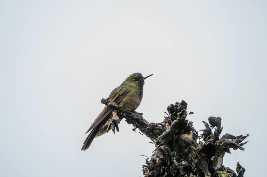 How Birding Apps Are Boosting Tourism in the World’s Top Bird Destination