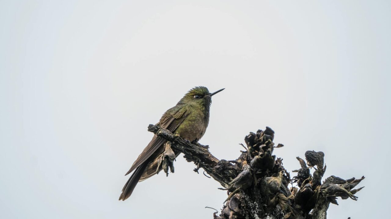 Colombian Birding Apps Fueling Avian Tourism Boom