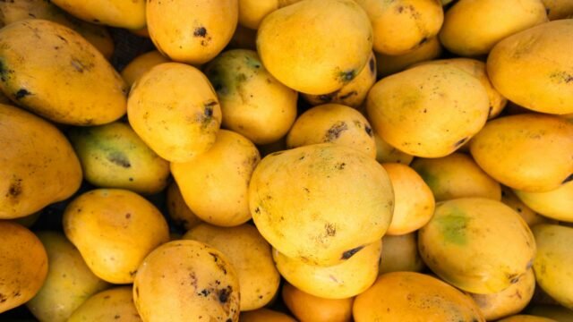 Indian mango varieties now available at retail chains in Greater Seattle