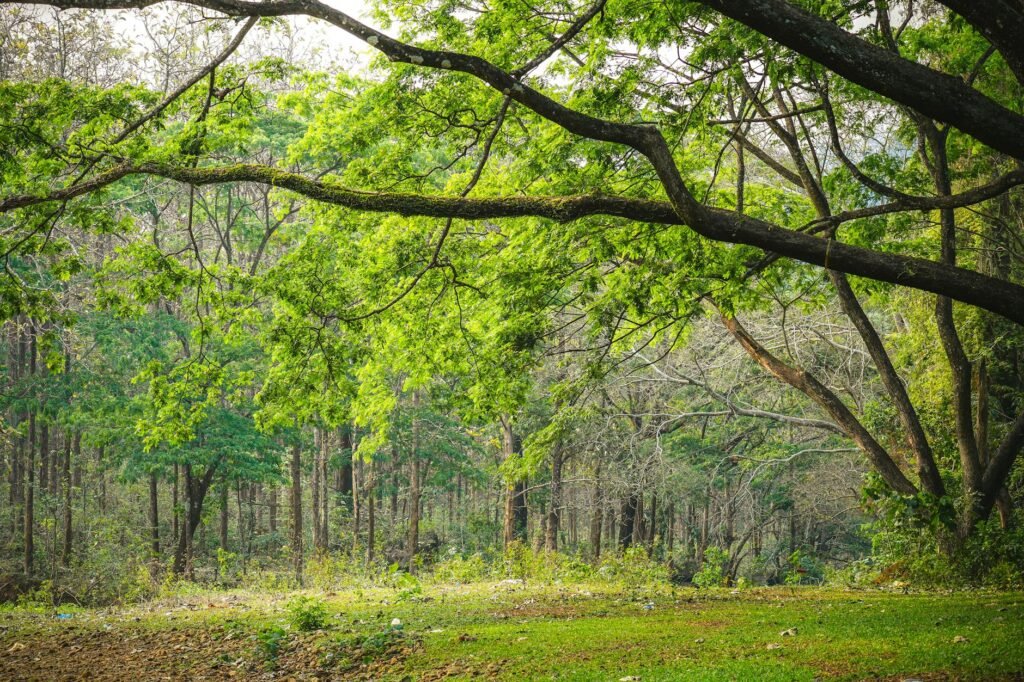 Javed Rana Reviews Implementation Of Forest Rights Act In J&K