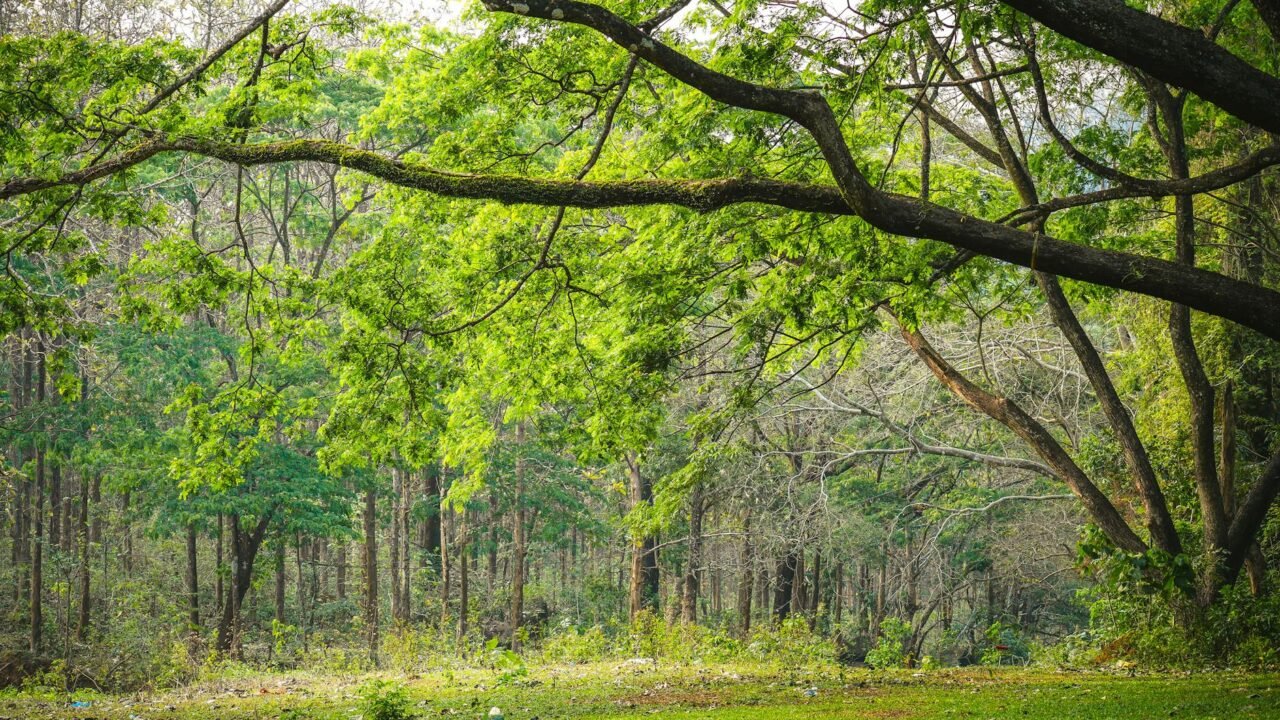 Jammu & Kashmir Enhances Forest Rights Act Implementation: Outreach Boosted