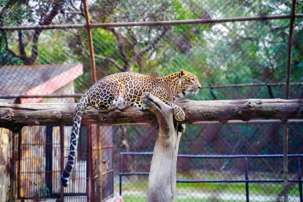Leopard strays into Kathua village, rescued after tense operation