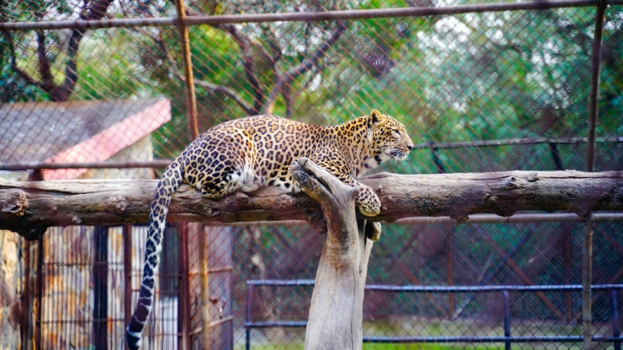 Leopard’s Unexpected Visit: Rescue Operation in Kathua Village Concludes Peacefully
