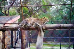 Leopard strays into Kathua village, rescued after tense operation