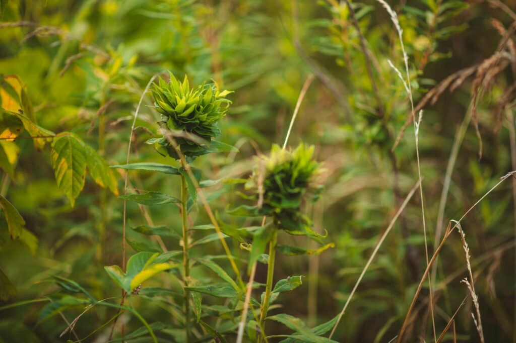 Man dies, 7 hospitalised after consuming wild vegetable in J-K’s Rajouri
