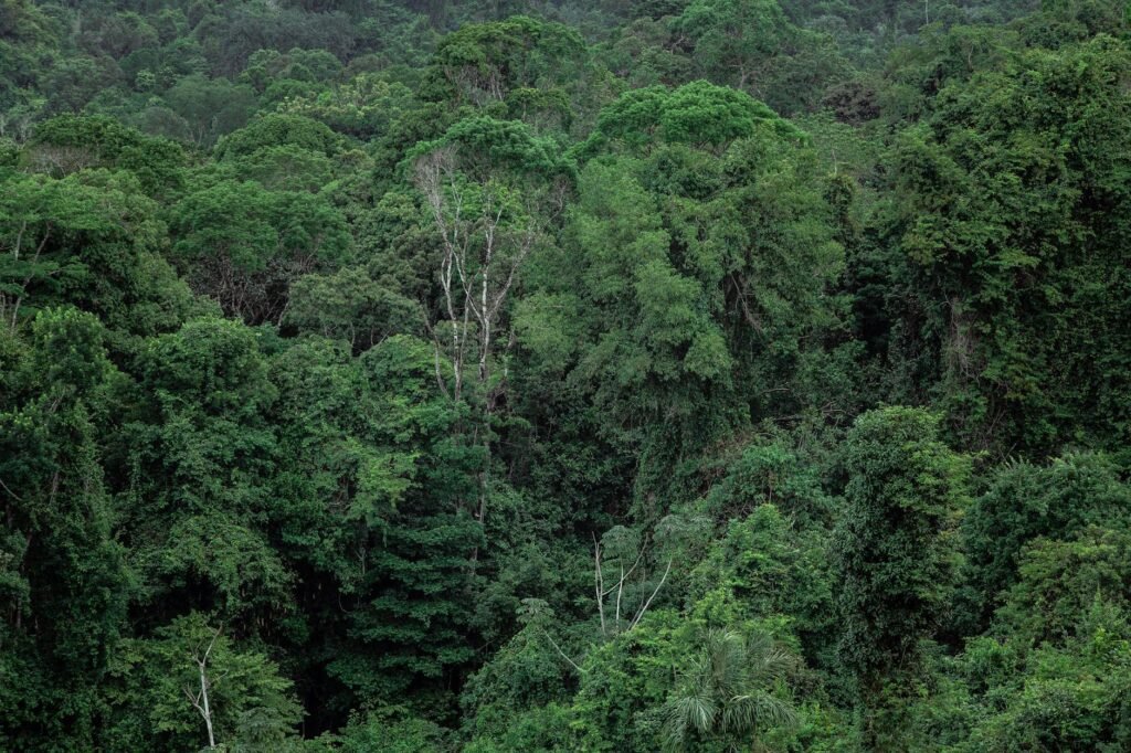 New Study Shows Risks of Amazon Deforestation. And Rewards of Protection.