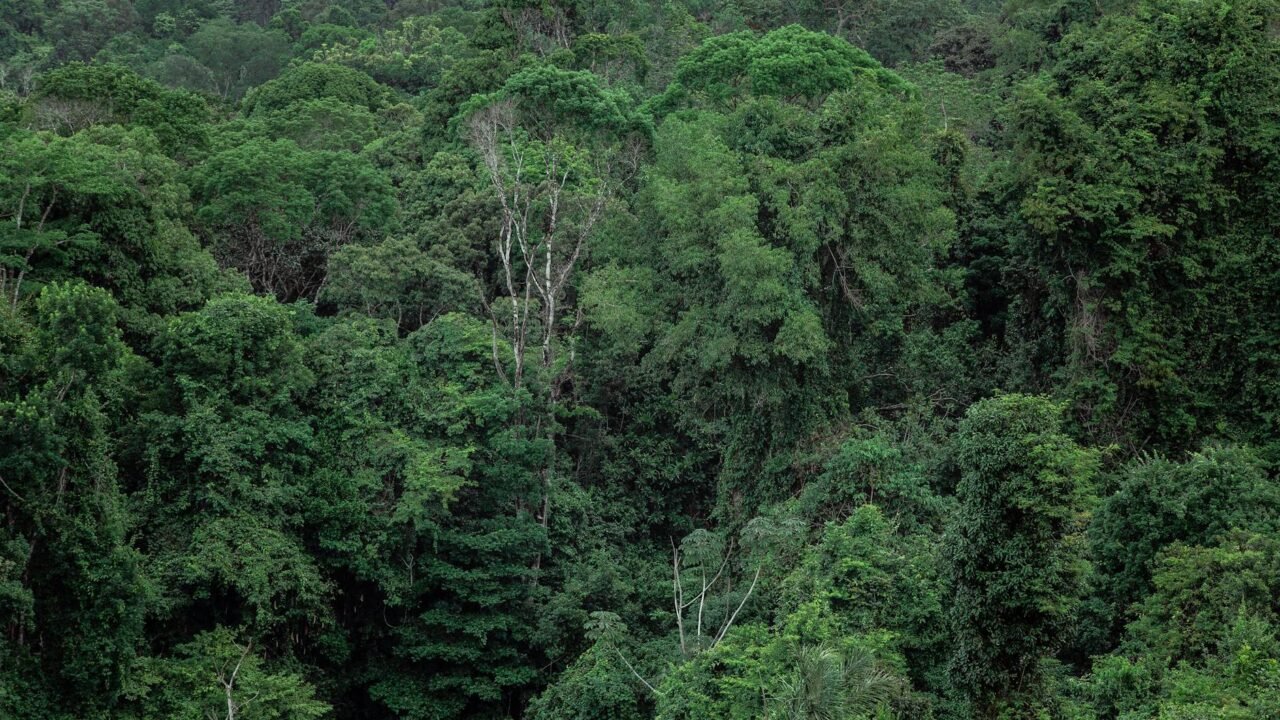 Amazon Ecosystem on Brink: New Study Reveals Deforestation’s Dire Climate Impact
