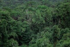 New Study Shows Risks of Amazon Deforestation. And Rewards of Protection.