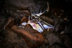Oil Slick Reaches a Pristine Persian Gulf Island in Iran