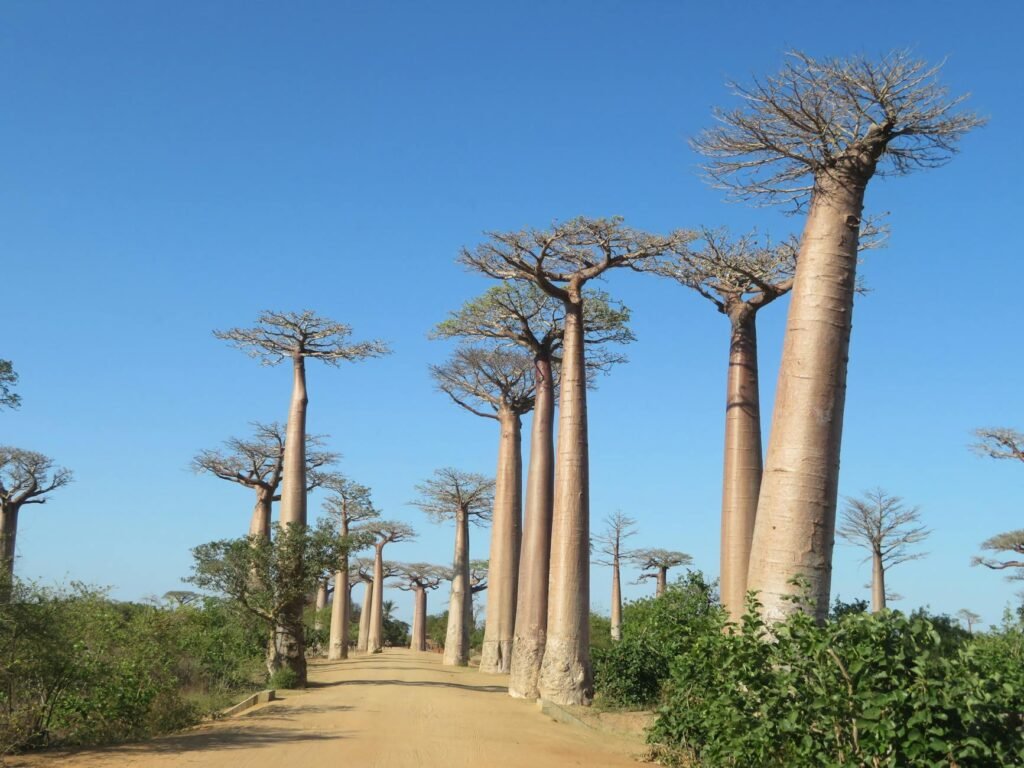 One of Madagascar’s Oldest Sacred Trees Is Slowly Dying