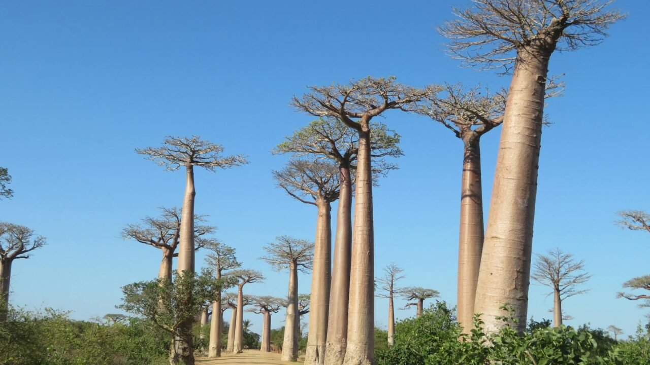 Madagascar’s Ancient Baobab Faces Demise, Signaling Ecosystem Fragility