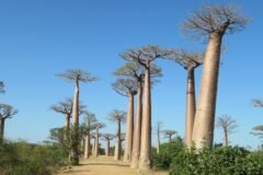 One of Madagascar’s Oldest Sacred Trees Is Slowly Dying