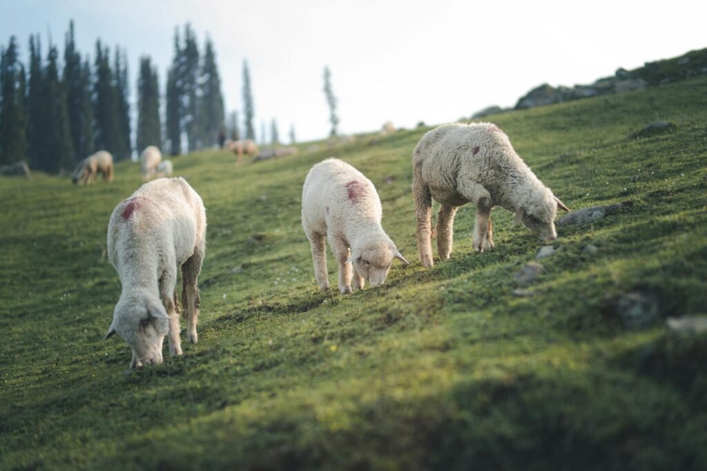 Over 60 Sheep, Goats Killed In Lightening Strike In J&K’s Pahalgam
