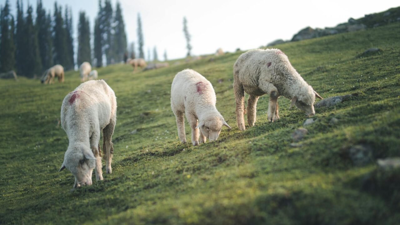 Lightning Strike Claims Dozens of Livestock in Jammu and Kashmir’s Anantnag District