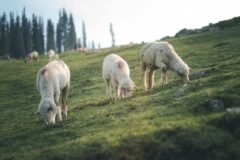 Over 60 Sheep, Goats Killed In Lightening Strike In J&K’s Pahalgam