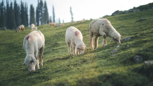 Over 60 Sheep, Goats Killed In Lightening Strike In J&K’s Pahalgam