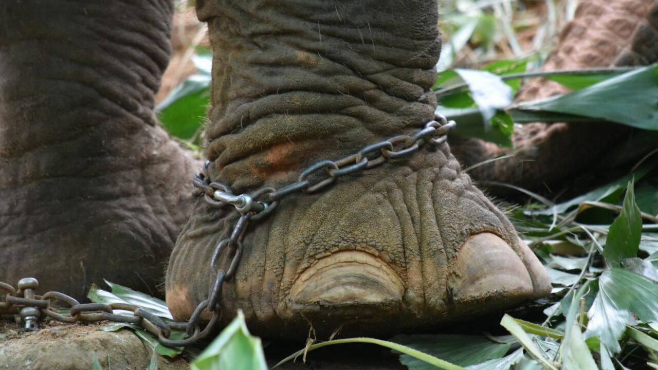 Animal Cruelty Cases in India Exceed 9,000 in 2024, NCRB Data Reveals