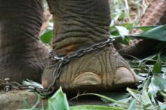 Over 9,000 animal cruelty cases in 2024; Maharashtra tops states, J-K leads UTs: NCRB