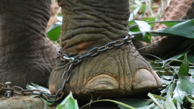 Over 9,000 animal cruelty cases in 2024; Maharashtra tops states, J-K leads UTs: NCRB