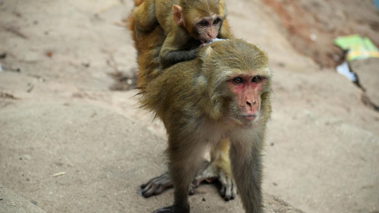 Japan’s Viral Baby Macaque Continues to Captivate Zoo Visitors