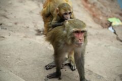 Punch, the Lonely Monkey Who Drew Crowds to a Small Japan Zoo, Is Growing Up. He’s Still a Star.
