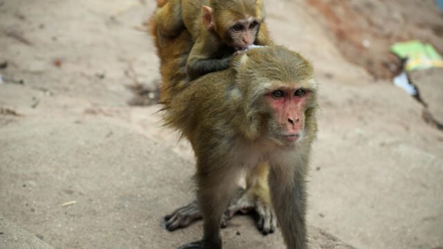 Punch, the Lonely Monkey Who Drew Crowds to a Small Japan Zoo, Is Growing Up. He’s Still a Star.