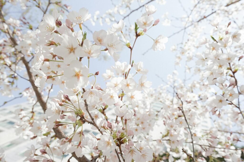 South Korea’s Cherry Blossoms Attract a Connoisseur: The Japanese
