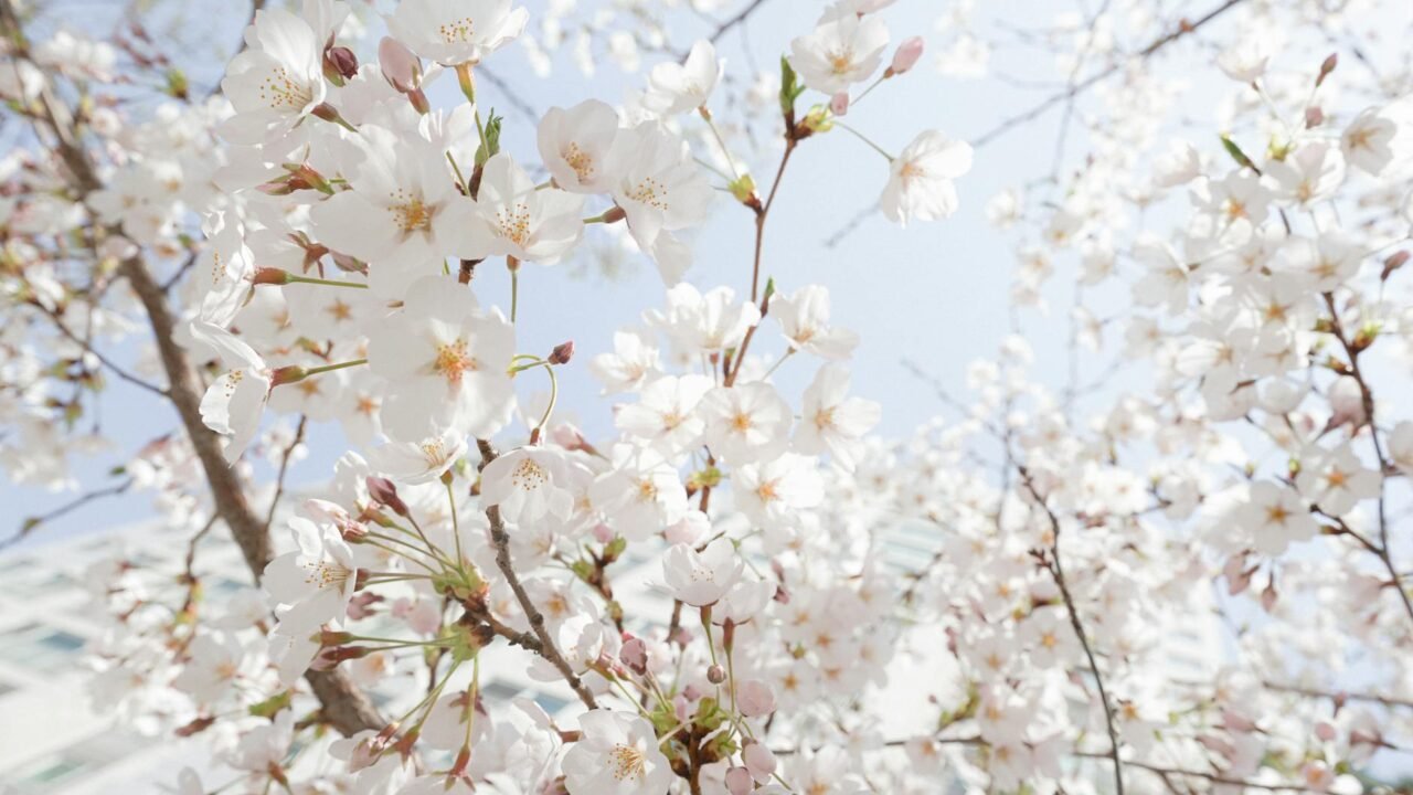 Japanese Embrace South Korea’s Cherry Blossoms Amid Cultural Exchange