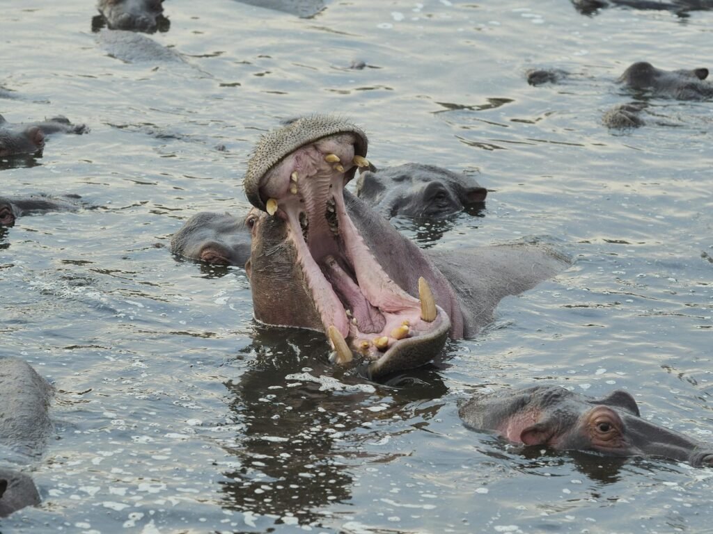 The Fight to Euthanize Pablo Escobar’s Hippos in Colombia