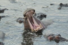The Fight to Euthanize Pablo Escobar’s Hippos in Colombia