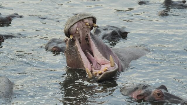 The Fight to Euthanize Pablo Escobar’s Hippos in Colombia