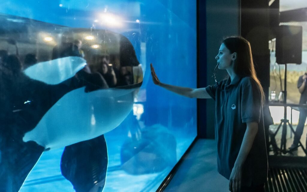 The Uncertain Fate of France’s Last Two Captive Orcas