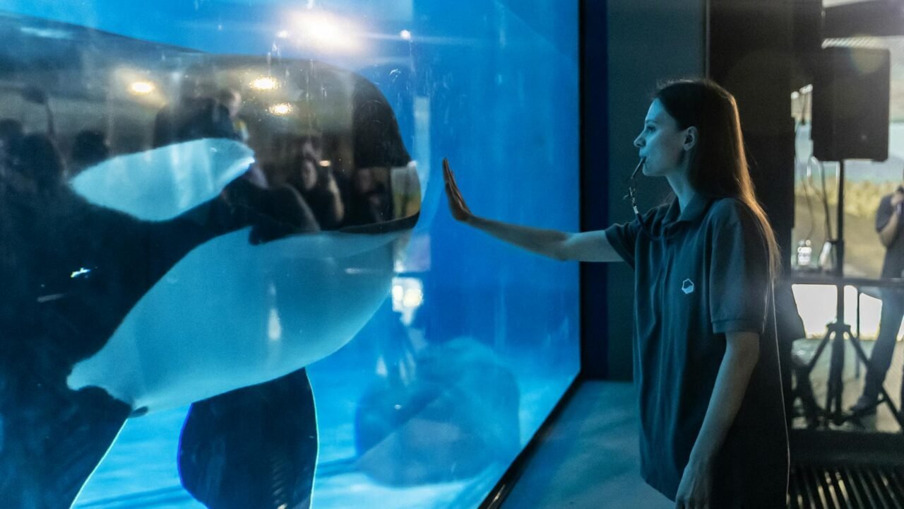 France Weighs Future of Last Captive Orcas: Sanctuary or Transfer?