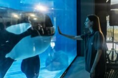 The Uncertain Fate of France’s Last Two Captive Orcas