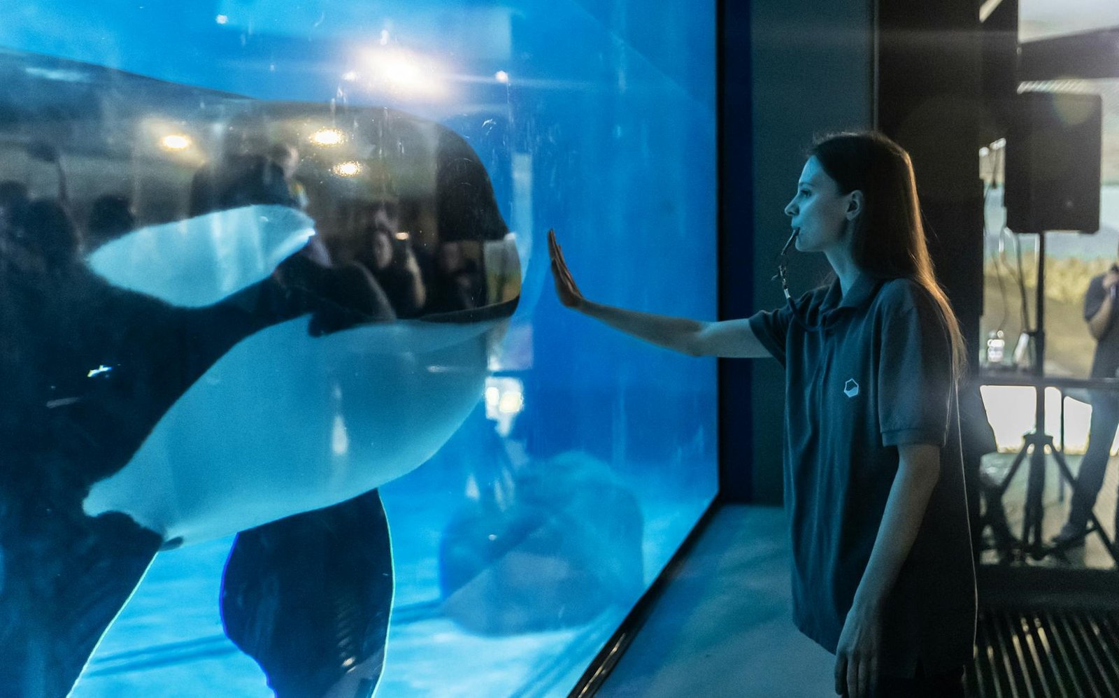 The Uncertain Fate of France’s Last Two Captive Orcas The Uncertain Fate of France’s Last Two Captive Orcas