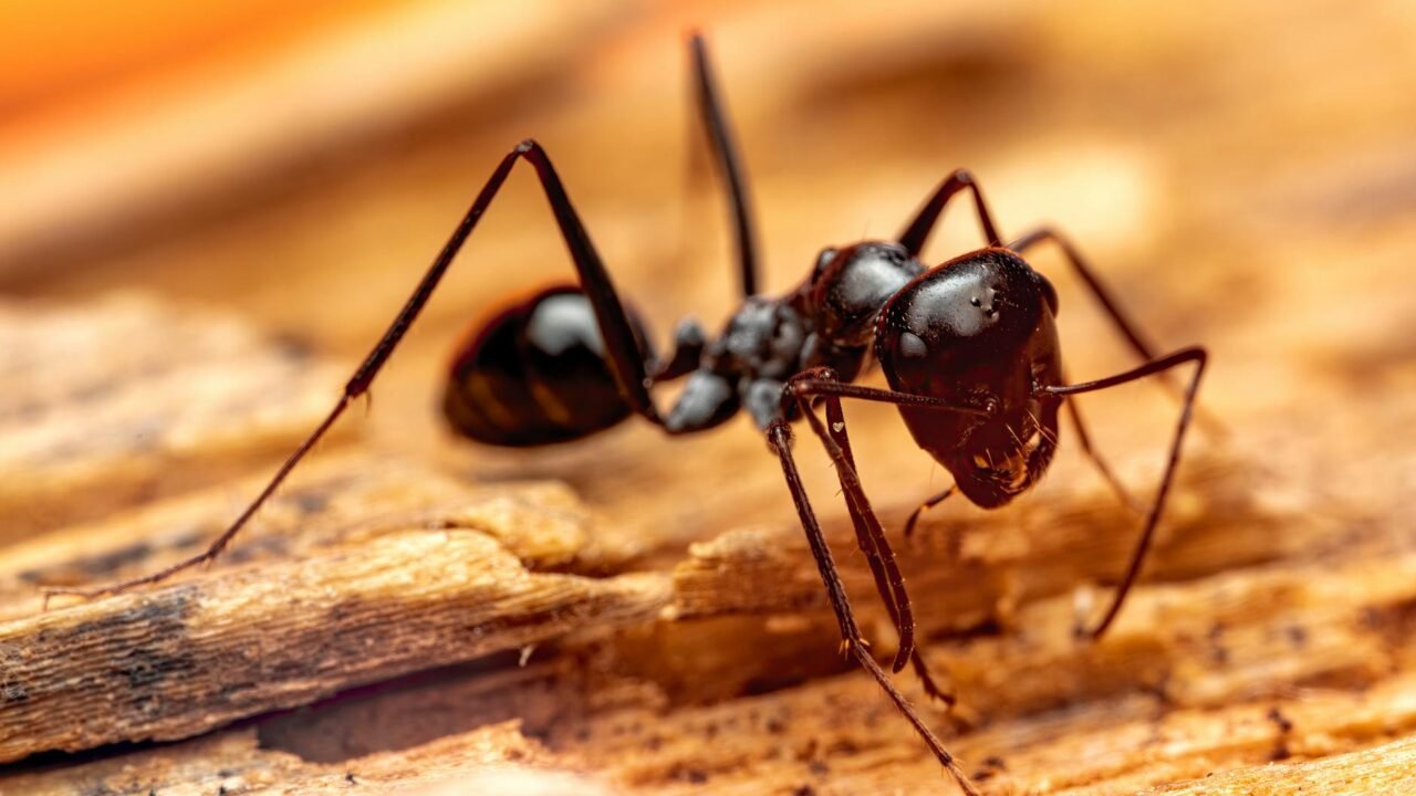 Canadian Hospital Postpones Surgeries Amidst Recurring Ant Infestation