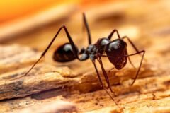 There Are Ants in This Canadian Hospital. Again.