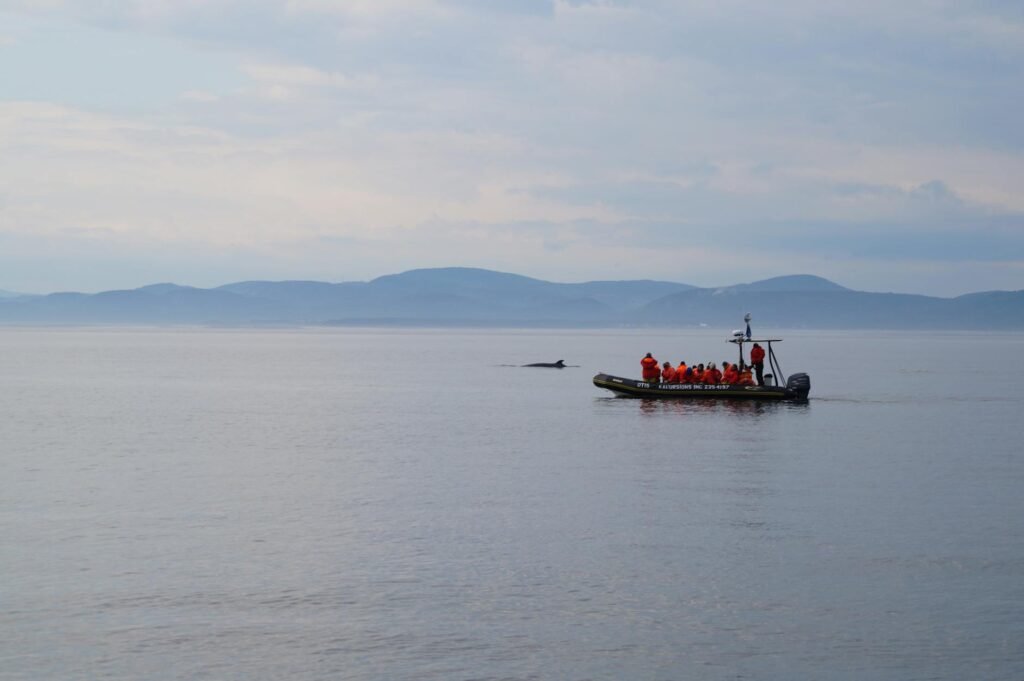 Timmy the Stranded Whale Is Released After an Elaborate Rescue