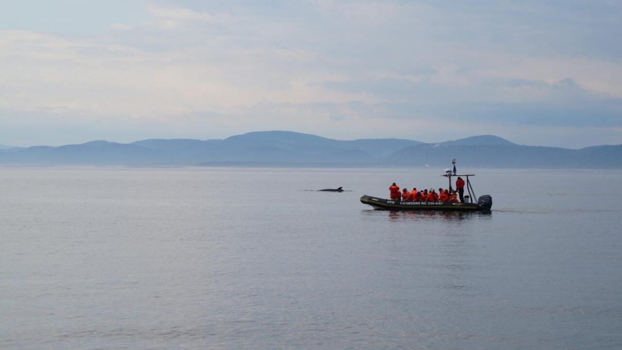 Humpback Whale Freed After Weeks Stranded in German Shallows