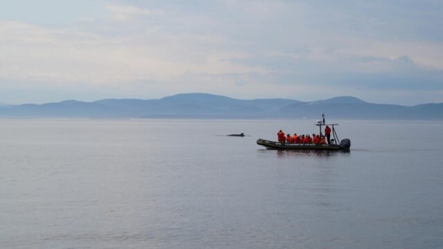 Timmy the Stranded Whale Is Released After an Elaborate Rescue