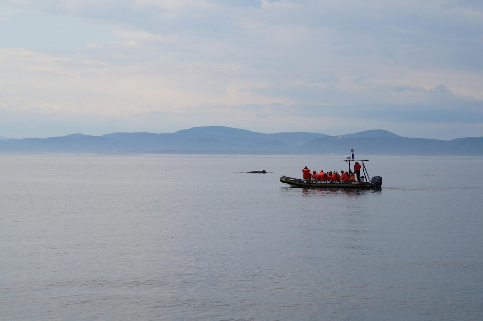 Timmy the Stranded Whale Is Released After an Elaborate Rescue