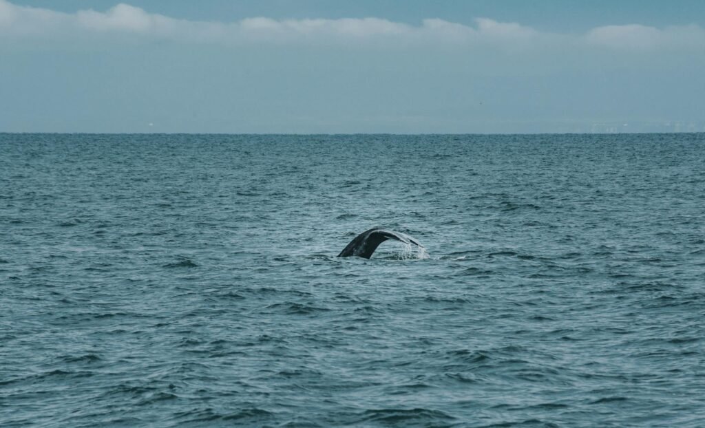 Timmy the Whale Got Stranded Off the German Coast. Then Things Got Weird.