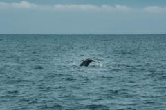 Timmy the Whale Got Stranded Off the German Coast. Then Things Got Weird.
